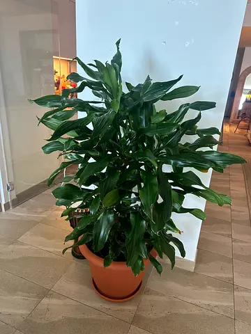 Large indoor potted Dracaena plant - healthy, low maintenance