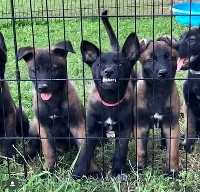 Belgian Malinois Puppies - Ready for New Homes