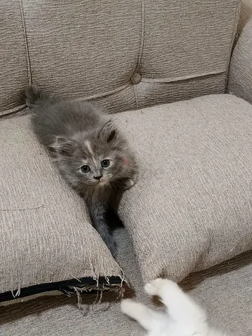 Four adorable long hair british kittens,