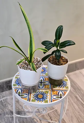 Two small indoor potted plants (Snake Plant pup  Rubber Plant) - ready to display