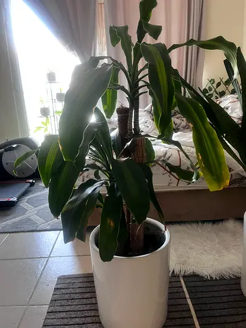 Large indoor potted dracaena plant in white ceramic planter