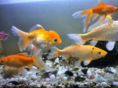 Mixed community fishes  for sales