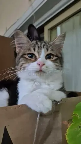 5 months old kittens for free adoption