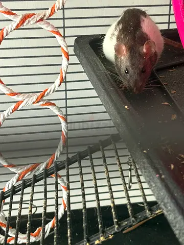 Baby rats for adoption