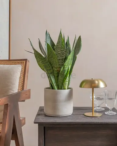 Potted Snake Plant in Ceramic Planter