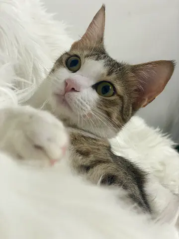 Cat for free