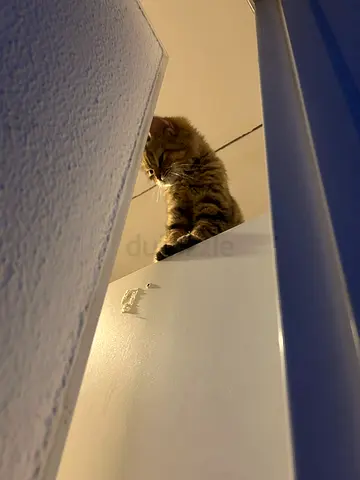 Norweigan Forest Mix Kitten Up for adoption— 3 months old