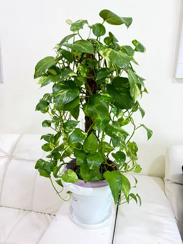 Golden Pothos (Money Plant) on Moss Pole - Healthy Indoor Climber, Potted