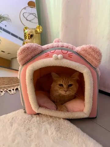Scottish fold Cat