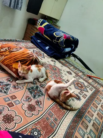 Two friendly kittens looking for a new home