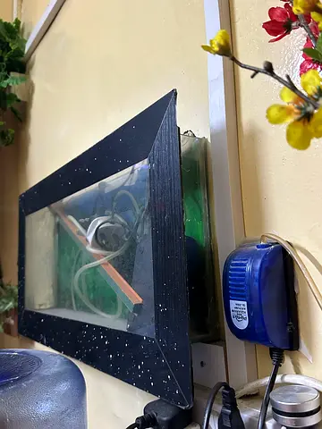 Wall aquarium
