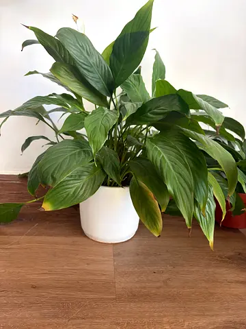 3 plants with White Ceramic Pots for 2 of them