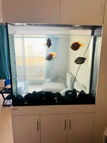 Large home aquarium with discus and tank cabinet -