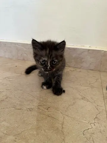 Cat for free adoption