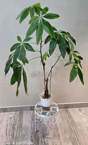 Healthy Pachira Aquatica (Money Tree) - Indoor Plant with Pot