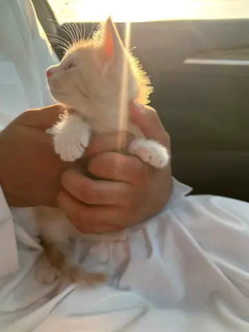 Cat for free adoption