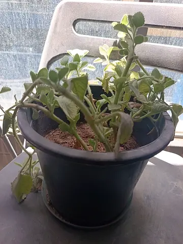 Potted Indoor Greenery — Small Houseplant in Black Plastic Pot