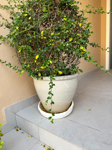 Potted outdoor garden plant in beige ceramic pot