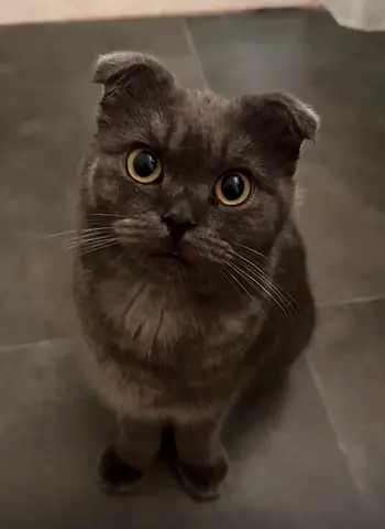 Scottish fold male— 7 months old