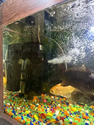 Aquarium with fish