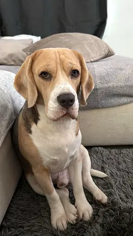 Friendly Beagle Looking for a New Home - Male, Well-Behaved