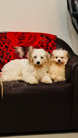 Two small white mixed-breed dogs, friendly pair looking for new home . Popi and Roohi