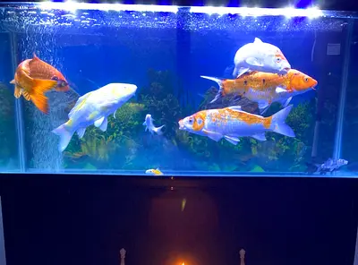 Fish tank aquarium