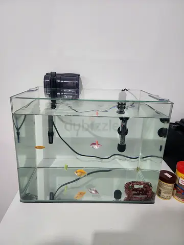 Glass Fish Tank with Filter and Accessories - Fish for Free Adoption