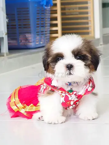 Shih Tzu Puppies