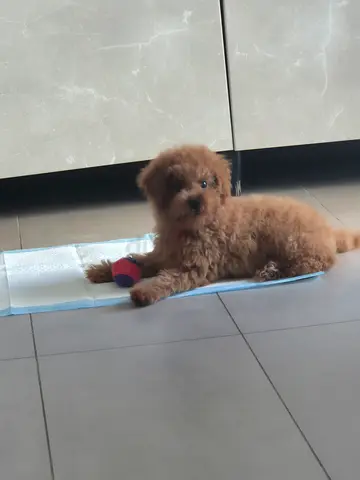 Cute toy poodle puppy ready for adoption. 5 months old and vaccinated