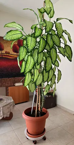 Indoor plants