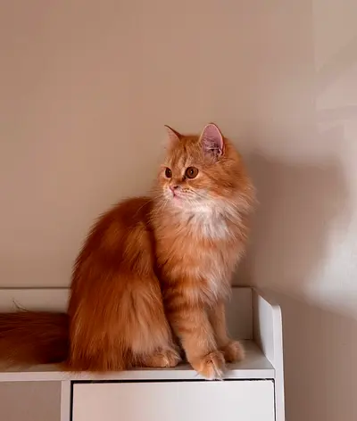 Friendly long-haired ginger cat