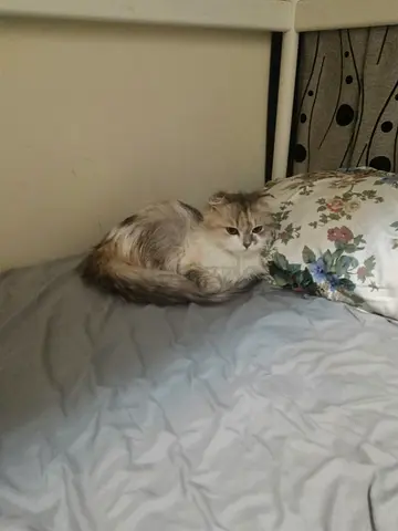 Female long-haired cat - ready for rehome
