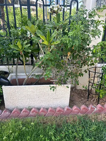Outdoor rectangular concrete planter with mixed plants