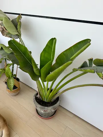 Large indoor bird of paradise (Strelitzia) in ceramic pot - healthy leaves