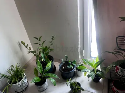 Collection of Indoor Potted Houseplants - Mixed Varieties
