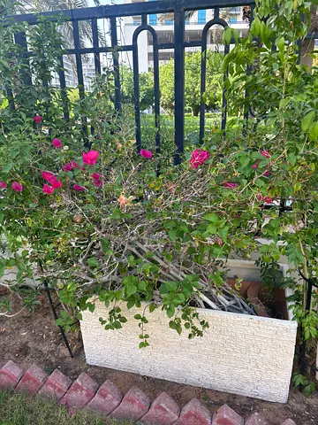 Large Outdoor Planter with Bougainvillea (Ready to Plant)