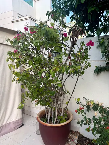 Large Bougainvillea in Pot - Mature Outdoor Plant, Ready to Replant
