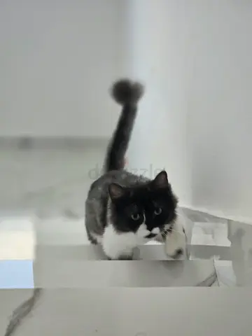 Cat For Adoption