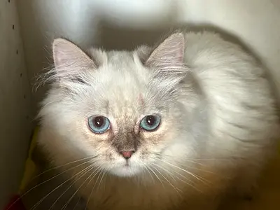 Ragdoll Himalayan mix Kitten 3 months old