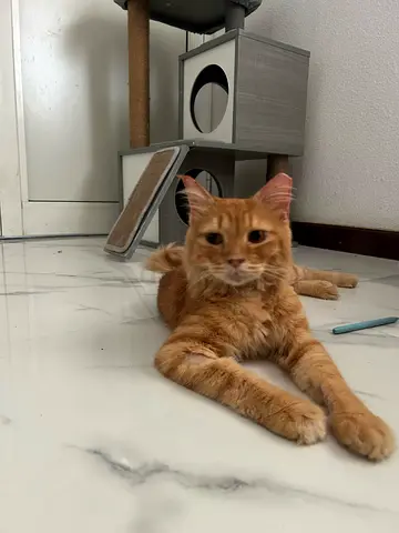 Simba a mainecoon mix whos up for adoption after being abandoned