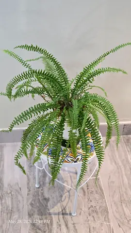 Live Boston Fern in Decorative Pot - Healthy Indoor Plant