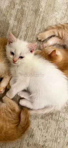 Kitten for free adoption