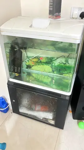 Aquarium  Metal Rack