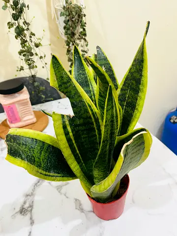 Sansevieria (Snake Plant) - Potted Indoor Plant, Variegated