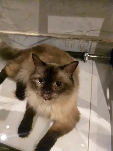 Free female cat for adoption