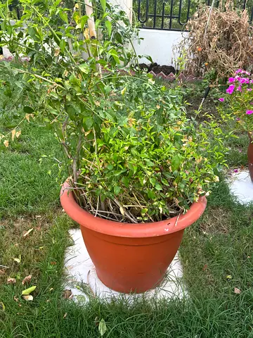 Large Garden Pot with Vine Jasmine  — Good for Plants