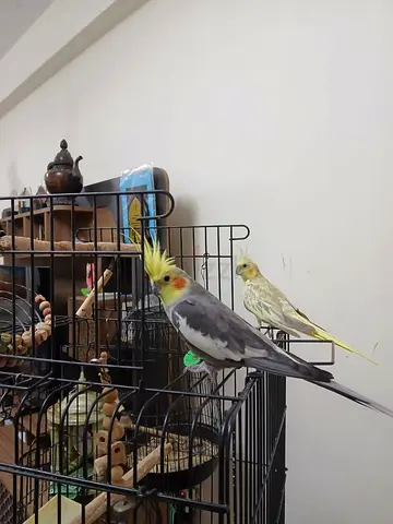 Healthy Cockatiels with Cage   Toys (Male  Female)