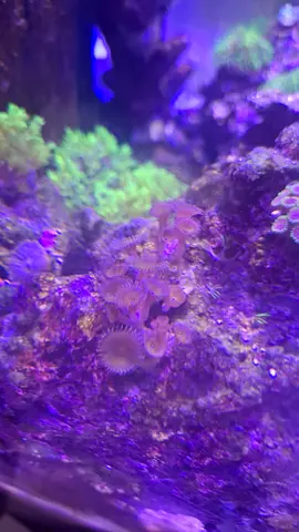 Button Polyps