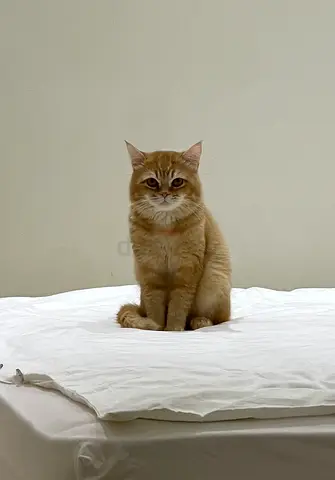 cat for adoption